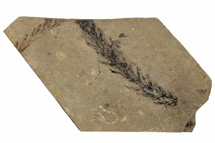 Conifer (Sequoia) Fossil - McAbee, BC #255633